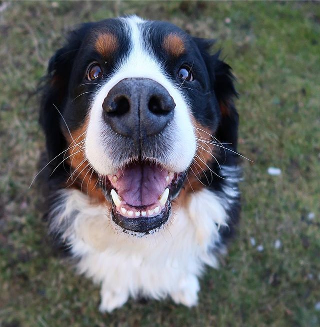 narabernese's tweet photo. A beautiful #smile combined with a #boop for #sunday! .
.
#sundaysmile #sundayfunday #sundaysbelike #dogsmile #boopthatsnoot #boopmynose #boopthesnoot #bernersennenhund #bernesemountaindoglovers #bernerlovers #bernesemountaindog #worldofberners #berneseo… https://t.co/McPWO3eaHc https://t.co/y5Ibr6f74q