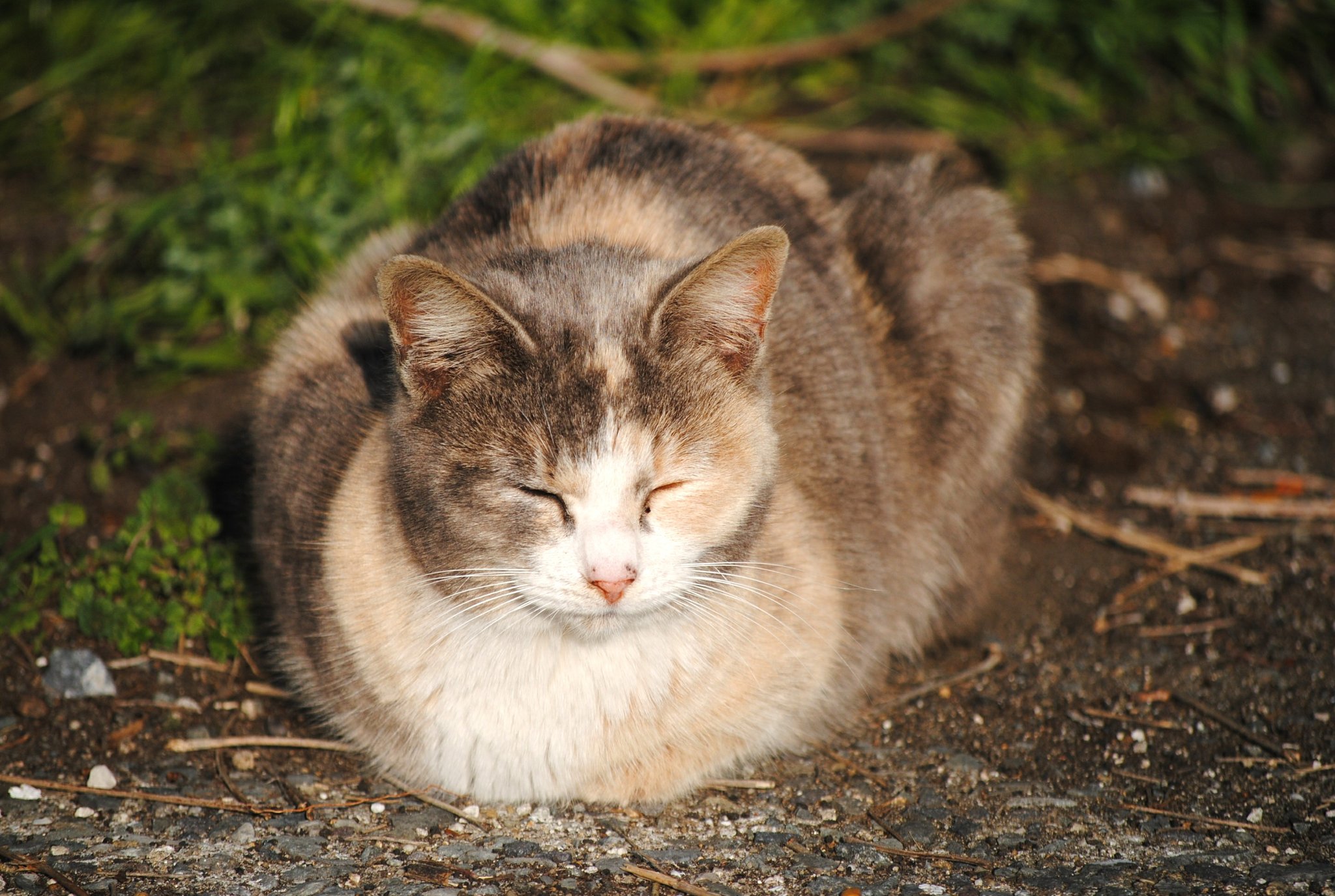 笑顔猫 Twitter Search Twitter