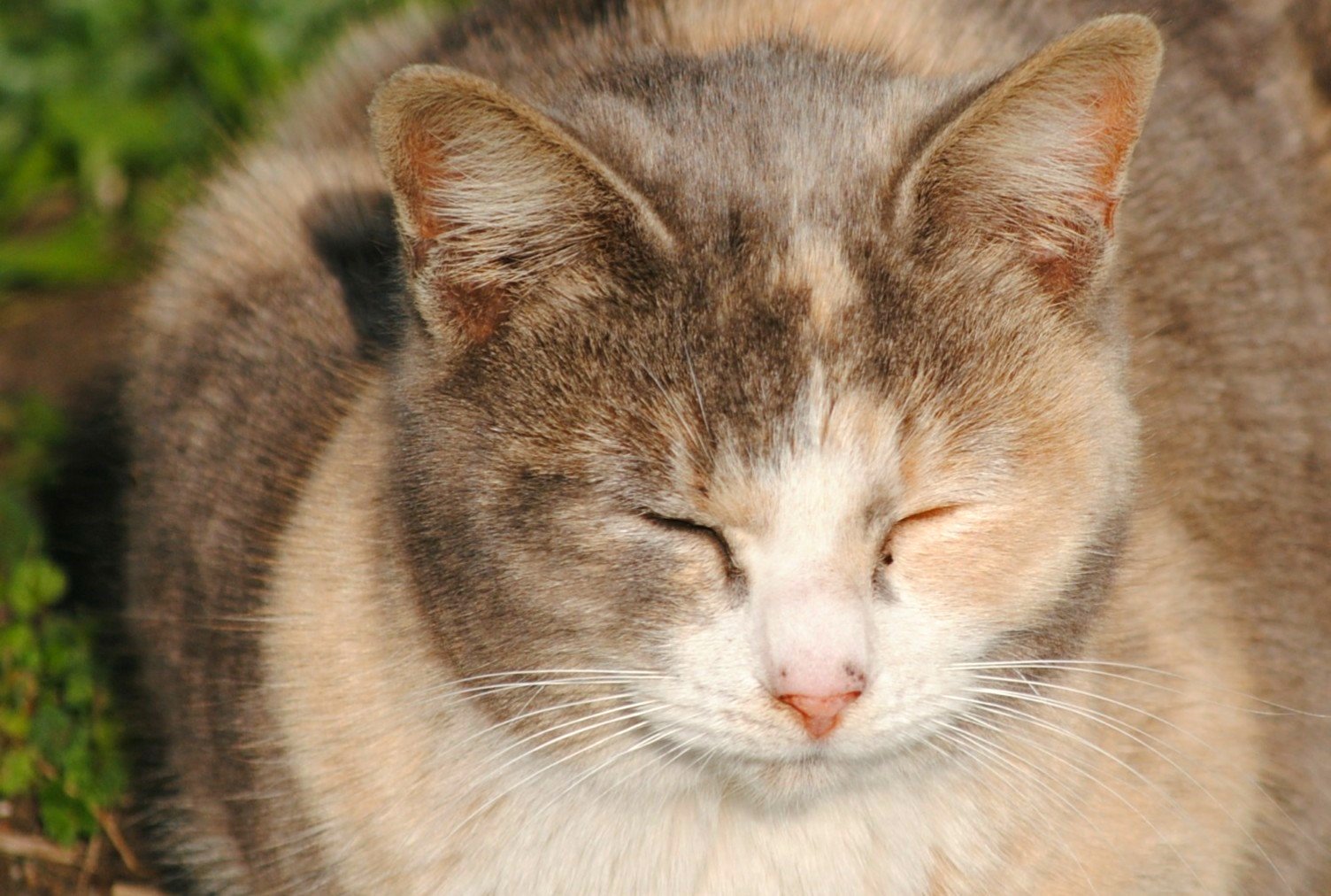 笑顔猫 Twitter Search Twitter