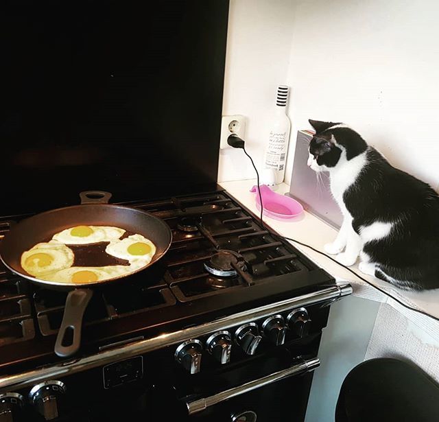 EefHermans's tweet photo. Bob bakt een eitje.
#bobthecat #catsofinstagram #bobbobbob https://t.co/rUNQ4VZ7Y8