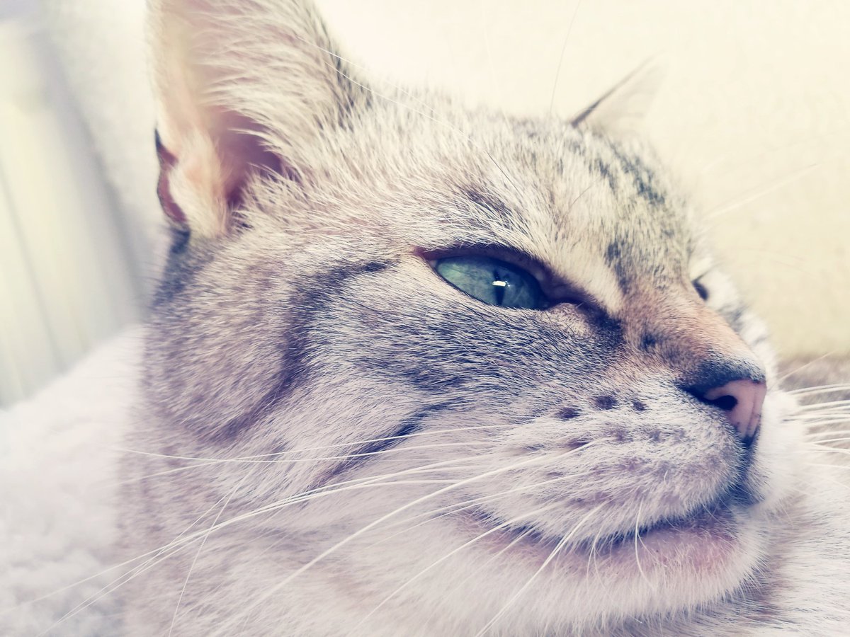 thecatBluebell's tweet photo. I'm only a small cat. ๐๐พ๐พTherefore, I have developed a special technique for climbing & jumping on humans at 5am, which makes me feel double my actual weight. ๐๐๐๐Such fun! ๐๐๐พ๐พ
#CatSecrets #EarlyMorning #WakeUp #breakfast #SundayMorning #Sunday https://t.co/8lxX3TilIB