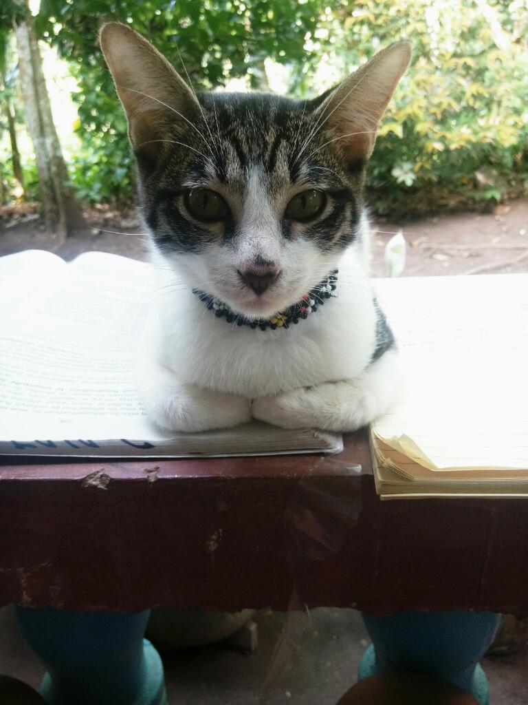 nickyllapino22's tweet photo. He is a Cat Model!!!!!
#monmon https://t.co/xzyQo7tEH9