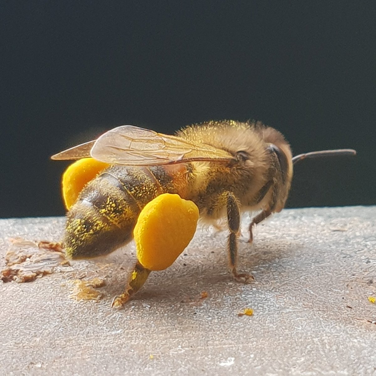 Жизнь пчел рабочих. Медоносная пчела APIS mellifera. Рабочая пчела. Пчелы няньки. Пчела няня.