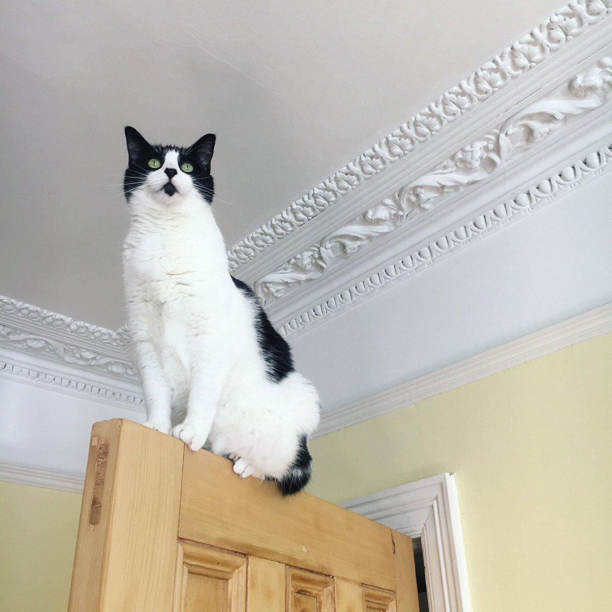pet_collective's tweet photo. @ffotojenic P.p.s. I also have a hip cat, but he has a goatee not a moustache 😎 https://t.co/2i0s5HclkG