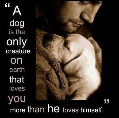funnycutedogs's tweet photo. https://t.co/Oke0D4WrJ3