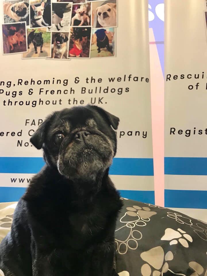 PUGFEST tweet media