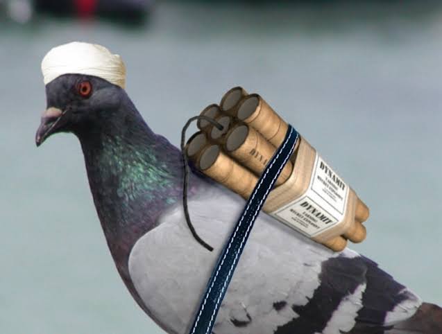 Biswajitzx's tweet photo. I don't know much about birds but I'm pretty sure that this breed is Pakistani 
#Terrorstatepakistan https://t.co/CdqsUJIUzM