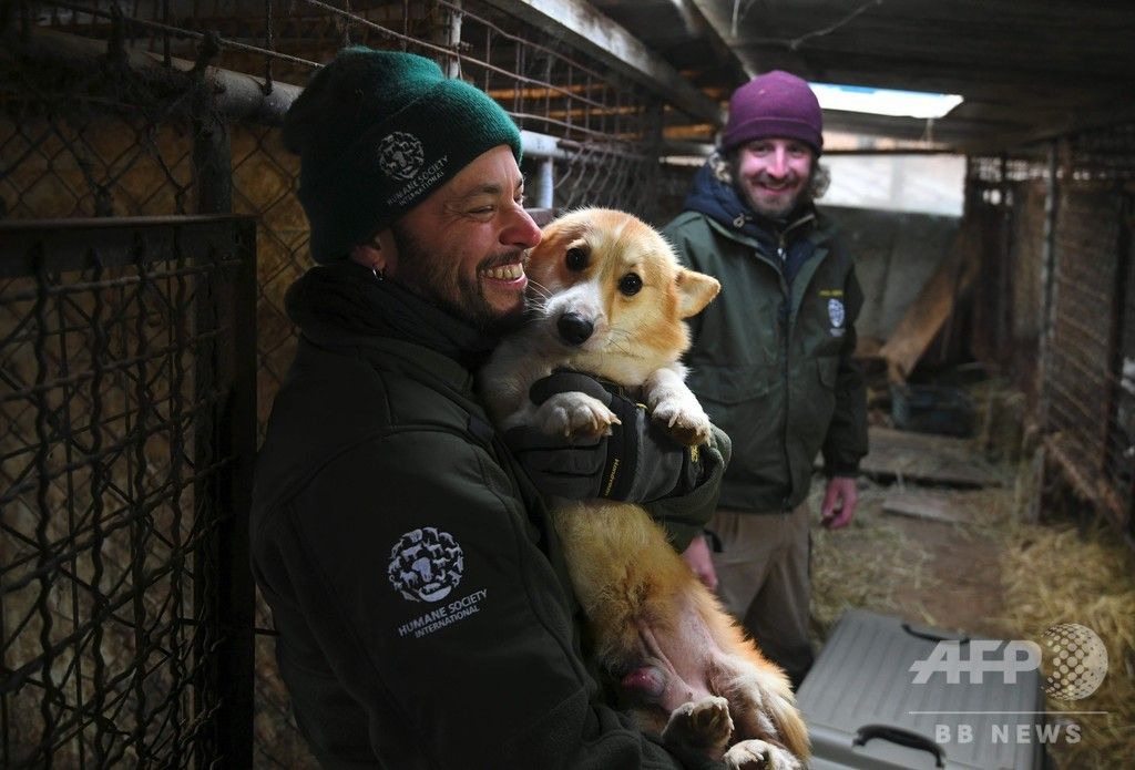 Afpbb News على تويتر 犬0匹の救出作戦開始 閉鎖された食用犬の飼育場で 韓国 T Co 3owxhiurth 犬肉食の根絶を求める声が高まる中 韓国にある食用犬 の飼育施設で13日 約0匹の救出作戦が開始された 韓国では年間約100万匹の犬が食用として消費されるが