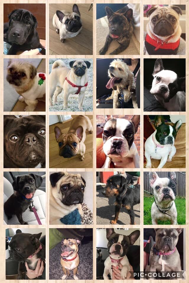 FAPDFoundation's tweet photo. @Ianhwatkins 

Please RT. 

Today we are running the Give A Pug A £1

If you would like to donate just £1 please do. To help Rescue Pugs and French bulldogs. 

We really appreciate your support

Thank you so much! xx

#GiveAPugAPound 

PayPal: donations.fapdfoundation@gmail.com https://t.co/wo9oxtkKiW