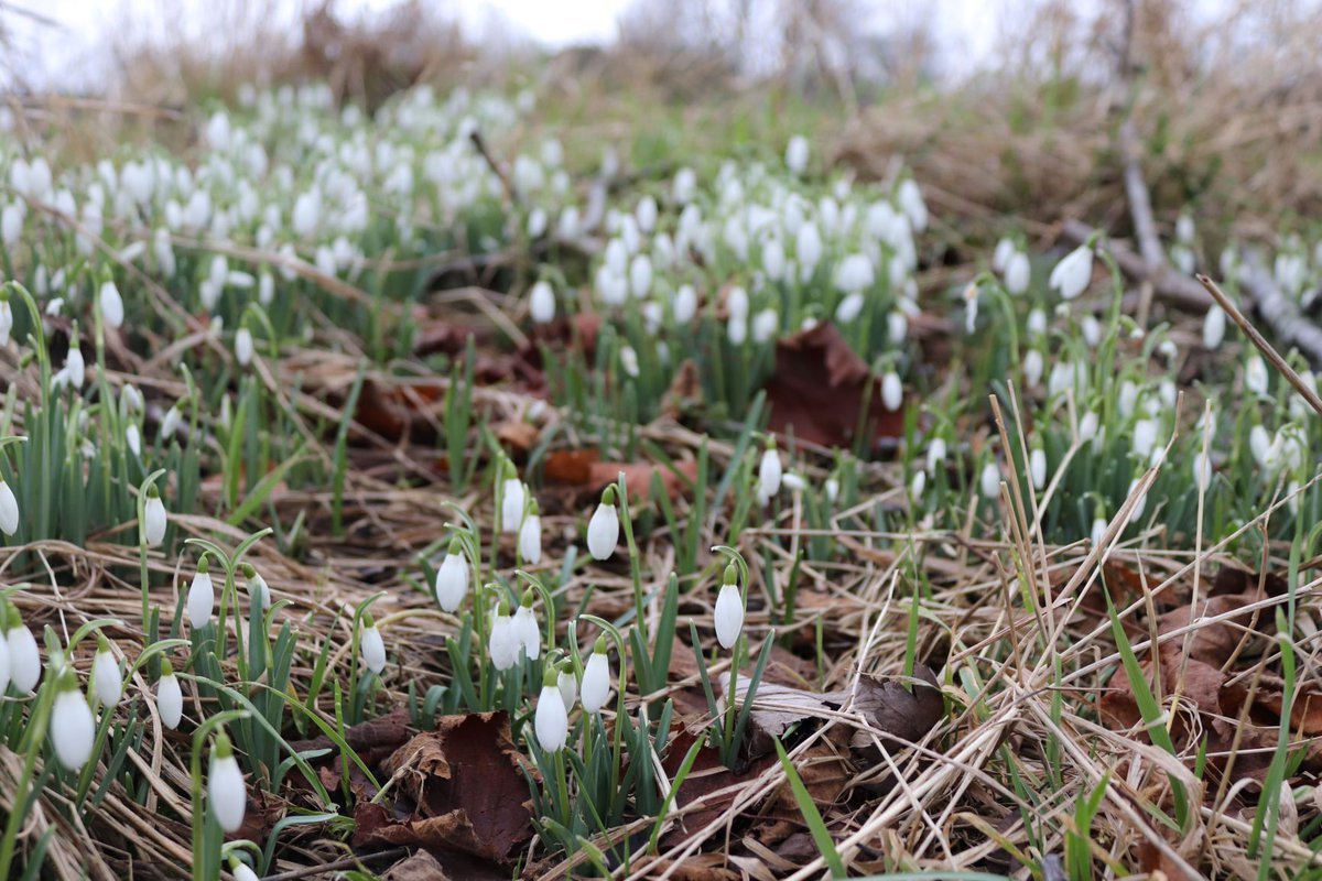 BloomYork's tweet photo. Could #spring really be in the air? #yorkshire #huttonlehole https://t.co/lH29AAsdnZ