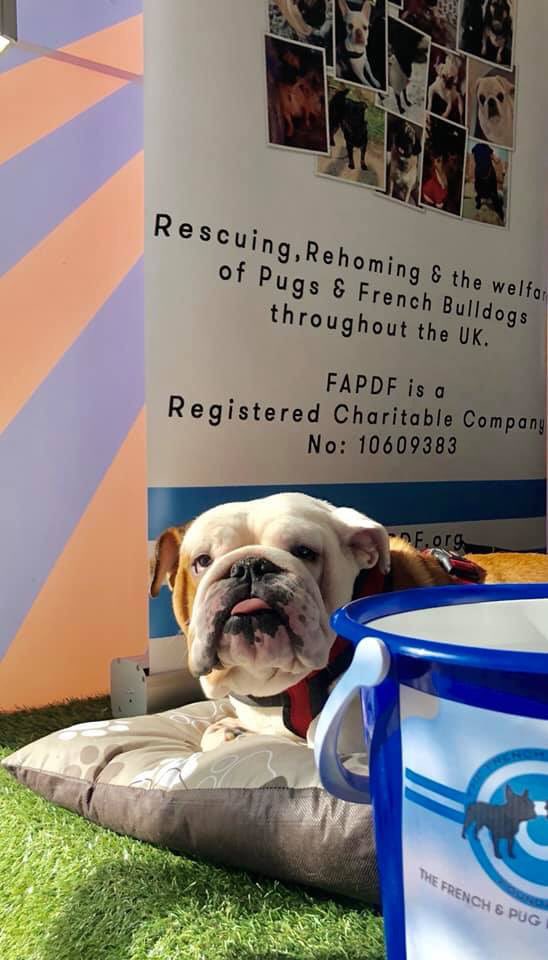 FAPDFoundation's tweet photo. @llatchfordevans
Please RT. 

Today we are running the Give A Pug A £1

If you would like to donate just £1 please do. To help Rescue Pugs and French bulldogs. 

We really appreciate your support

Thank you so much! X

#GiveAPugAPound 

PayPal: donations.fapdfoundation@gmail.com https://t.co/tTzNtYBZ7i