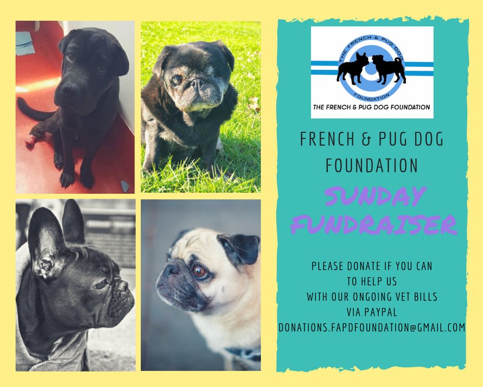 FAPDFoundation's tweet photo. @llatchfordevans
Please RT. 

Today we are running the Give A Pug A £1

If you would like to donate just £1 please do. To help Rescue Pugs and French bulldogs. 

We really appreciate your support

Thank you so much! X

#GiveAPugAPound 

PayPal: donations.fapdfoundation@gmail.com https://t.co/tTzNtYBZ7i