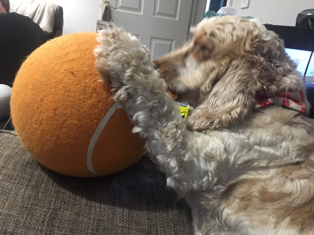 Orange_Roan1's tweet image. I have been having fun with my giant ball! #BallsRule #SpanielProblems #Obsessed