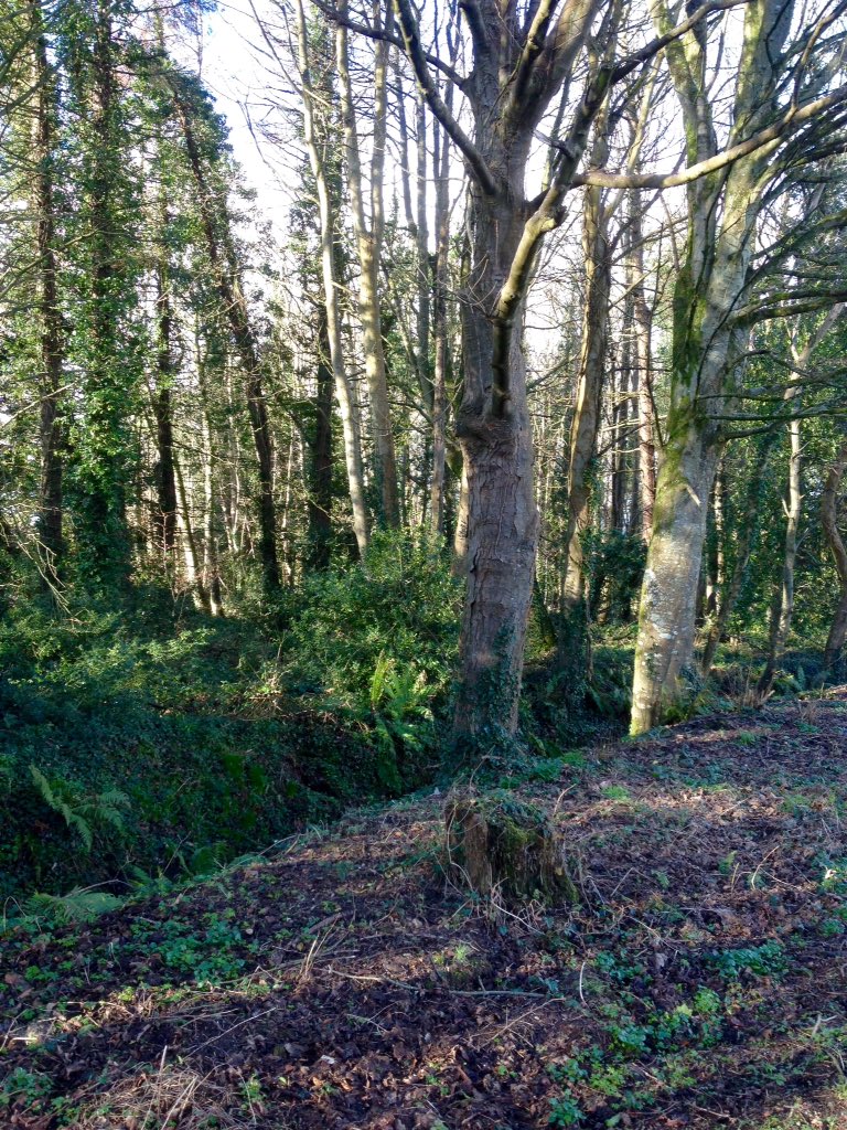 lilysimage's tweet image. Sunday morning, just before a hailstorm #inishowen #celticspring