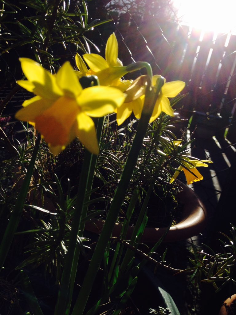 lilysimage's tweet image. Sunday morning, just before a hailstorm #inishowen #celticspring