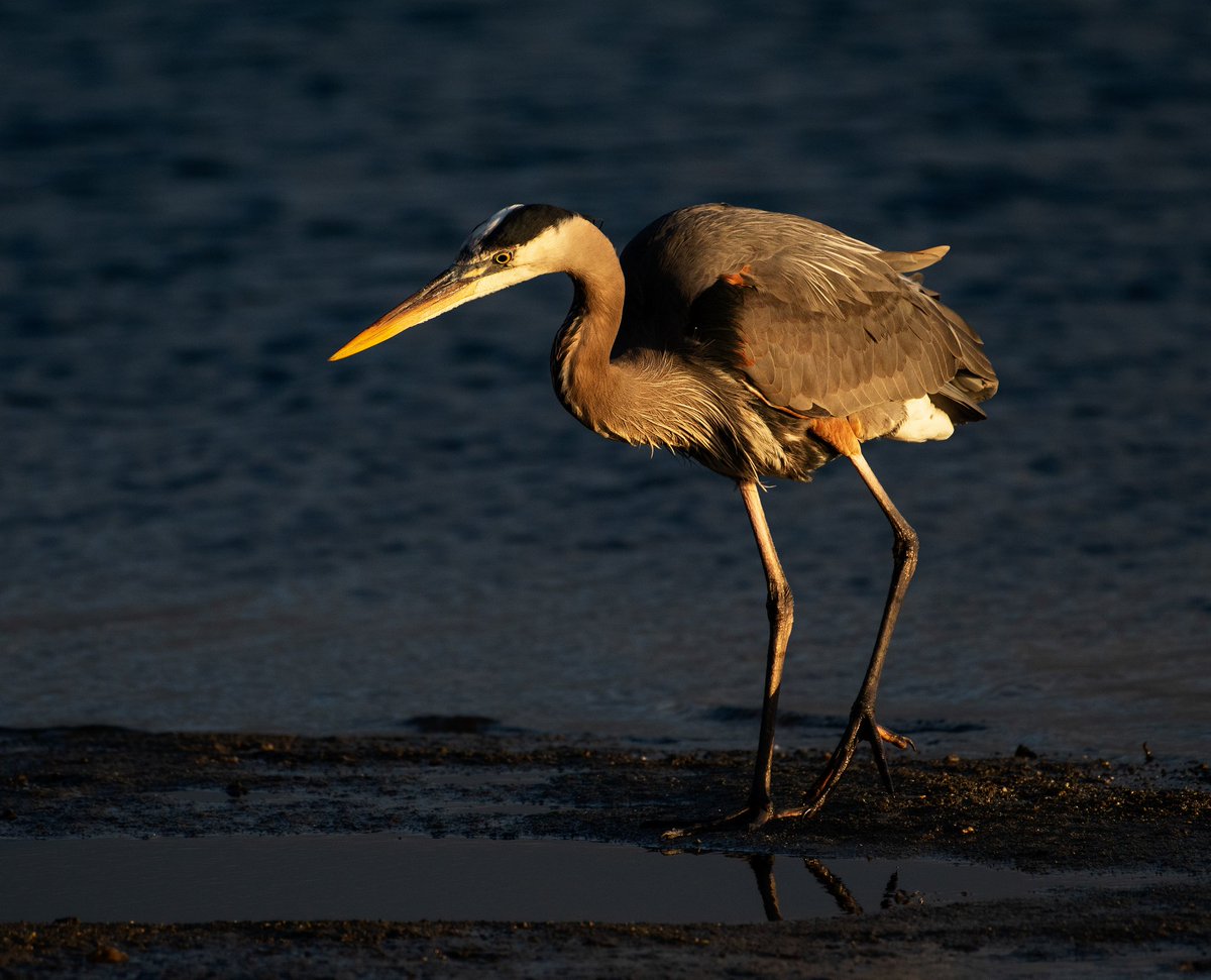clivebeavis's tweet photo. Great blue heron fishing at sunset

#wildlifephotography #wildlife #naturephotography #naturelovers #bird #birds #birdsofinstagram #fishing #heron #herons #heronsofinstagram #greatblueheron #hmb #visithmb https://t.co/Lr6497vuHQ