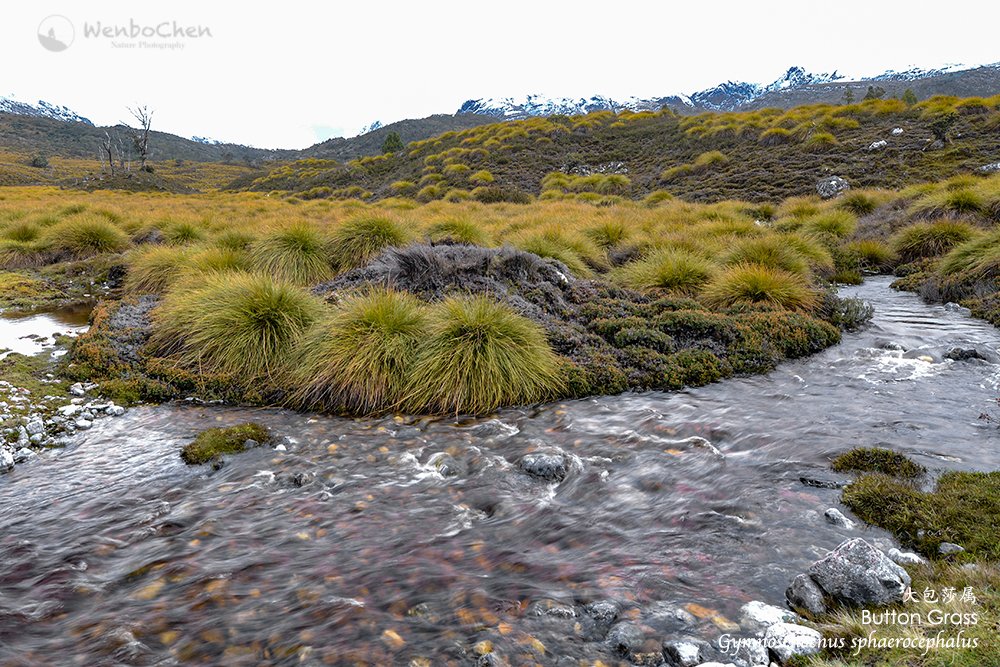 Wenbo Chen tweet media