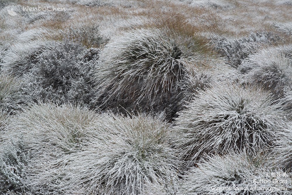 The unique sedgeland of Button Grass (Parastacoides tasmanicus) of Tasmania. #sedge #Tasmania #莎草