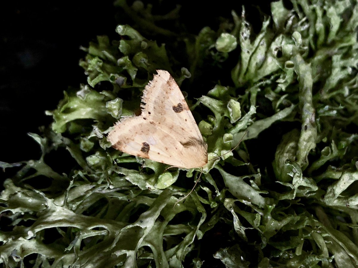 @insectmigration @MigrantMothUK @CornwallMoths  A great surprise along with 2- Common Quaker was this 1- BORDERED STRAW within my Gdn Trap from last night. With this big Southerly airstream I was hoping for a gd Migrant