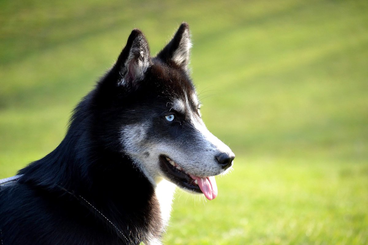 Esteellllee's tweet photo. Cette beauté 🥰 #huskysiberien #photographiedestelle https://t.co/ccW3IjtPvd