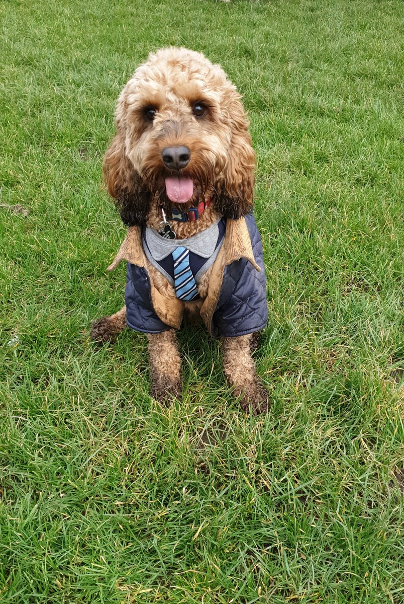 Like the scruffy kid at school - jacket undone and covered in mud, but loving life  🤣🐾🐾
#landofdogs #dogcelebration #dog #dogsoftwitter @popular_pups @AmaziingPuppies @LandOfDogs @dogcelebration