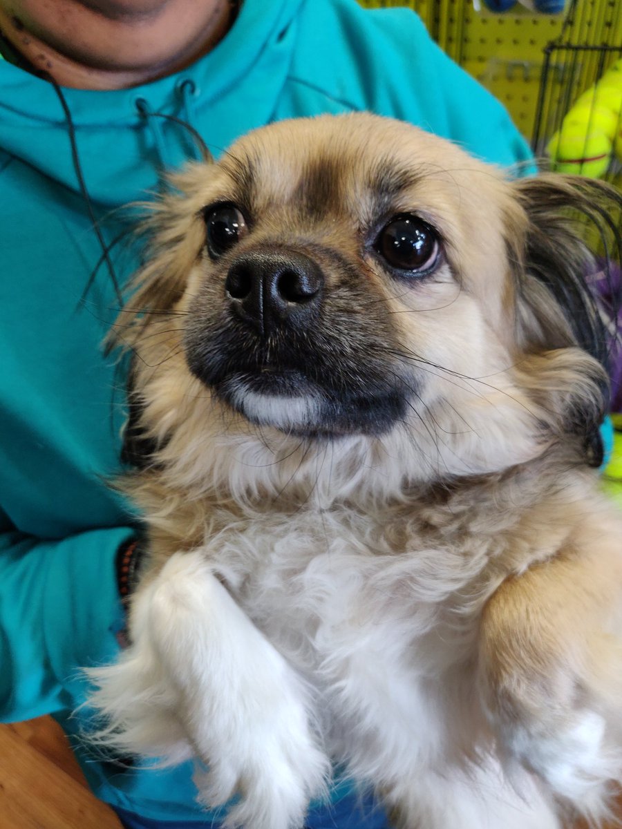 PetPreparedness's tweet photo. Alexis is a recipient of #RandomActsofKindnessDay. Thank you @PetPreparedness for helping my human parents become one step closer to being prepared before the next disaster strikes. #AnimalEmergencyPreparedness https://t.co/qR8LJiqWBx