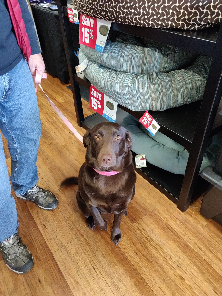 PetPreparedness's tweet photo. Candie is a recipient of #RandomActsofKindnessDay. Thank you @PetPreparedness for helping my human parents become one step closer to being prepared before the next disaster strikes. #AnimalEmergencyPreparedness https://t.co/DEekw51otS