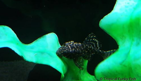 Hello 2 all #tropicalfish keepers You are invited 2 become members of the Tropical Funky Fish Facebook Group bit.ly/2VP13EY
Ask us #tropicalfish #water or  #fishtank questions and we'll do our best 2 answer them
Our Website bit.ly/2AdySGE