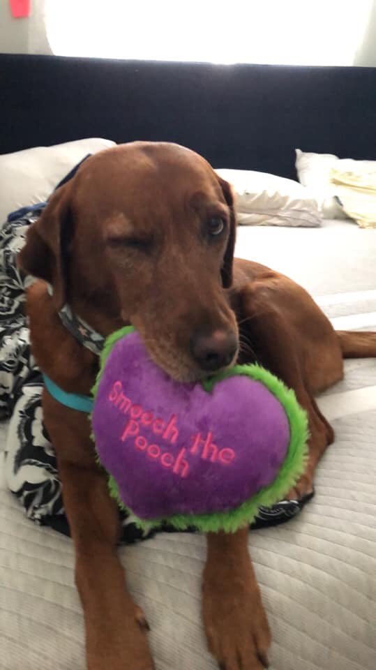 TimAttheTable's tweet image. Love that Doc Scruff is a Weimeriner.  Our dog is part Viszla, a close relative to the sweet sweet Weimies. ❤️🐶