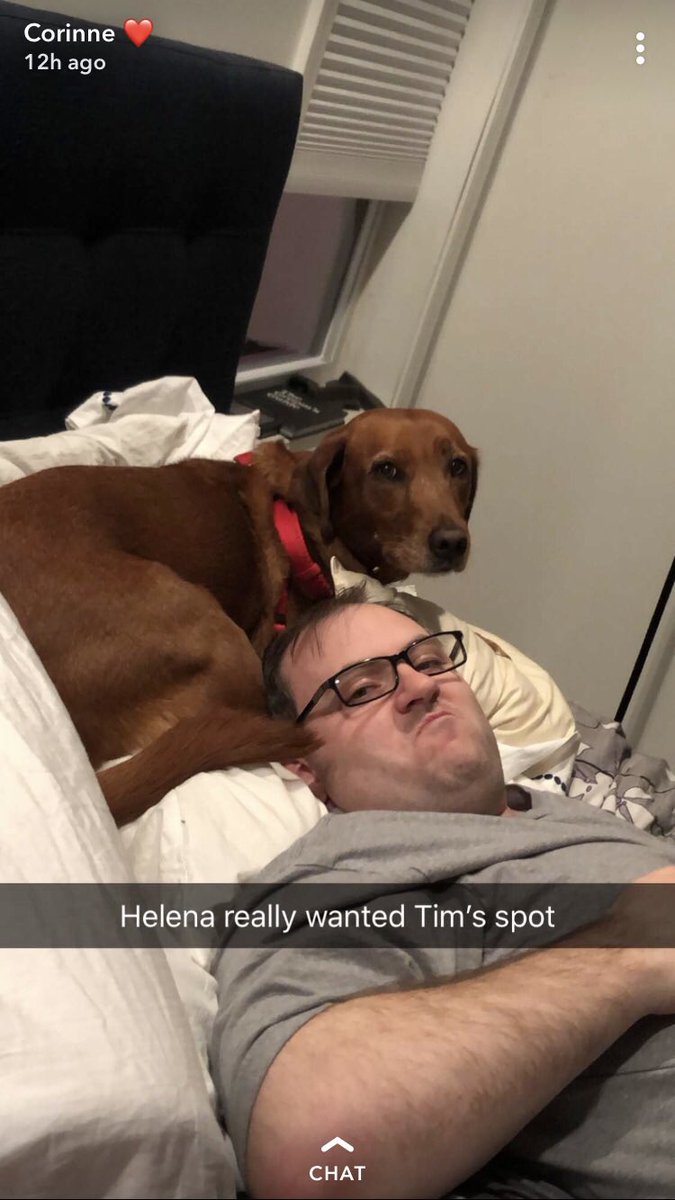 TimAttheTable's tweet image. Love that Doc Scruff is a Weimeriner.  Our dog is part Viszla, a close relative to the sweet sweet Weimies. ❤️🐶