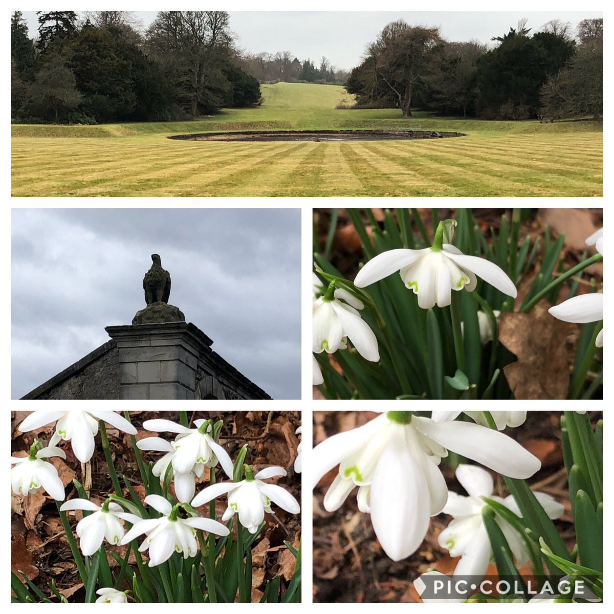 de96's tweet image. Sunday snowdrop trail #snowdropfestival #sundaywalks