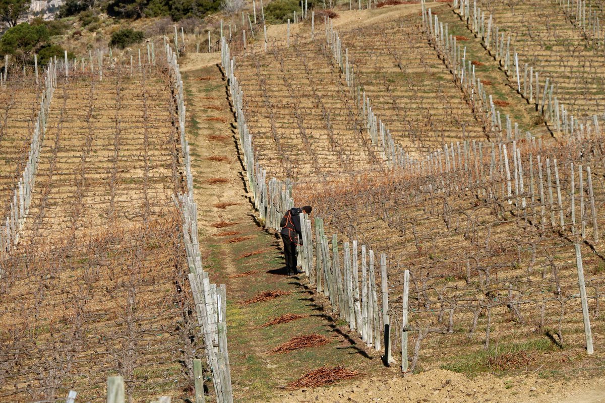 masdoix's tweet photo. ✂️ PRUNING 🍂
A full weekend with our "costers", pruning time still on 💪🏻
.
#MasDoix #MasDoixWinery #Priorat #pruning #Poboleda #MasDoixFacts #MasDoixWorld https://t.co/cloL0RtdnU