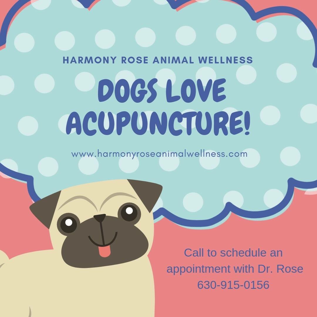 HarmonyRose_AW's tweet photo. TCVM THURSDAY ☯️🐶🐾
Dogs with arthritis can benefit from TCVM or holistic therapies that included acupuncture, and tui-na.
#TCVMTHURSDAY #TCVM #Acupunture #HerbalMedicine #FoodTherapy #harmonyrose_aw #naturalvet #holistic #wellness #dogs #arthritis #painmanagement https://t.co/7BxMurOchA