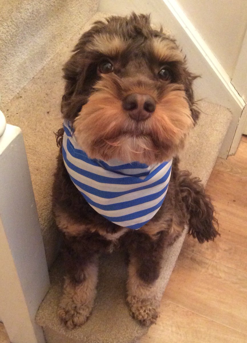 TrickyTheMutt's tweet photo. @mjroe59 @SaleFC Baxter showed me the neckerchief you gave kindly gave him @mjroe59. They look very smart showing their support for @SaleFC ! 🐶🐶 #dogssticktogether #onesalefc https://t.co/21knkPrcD5