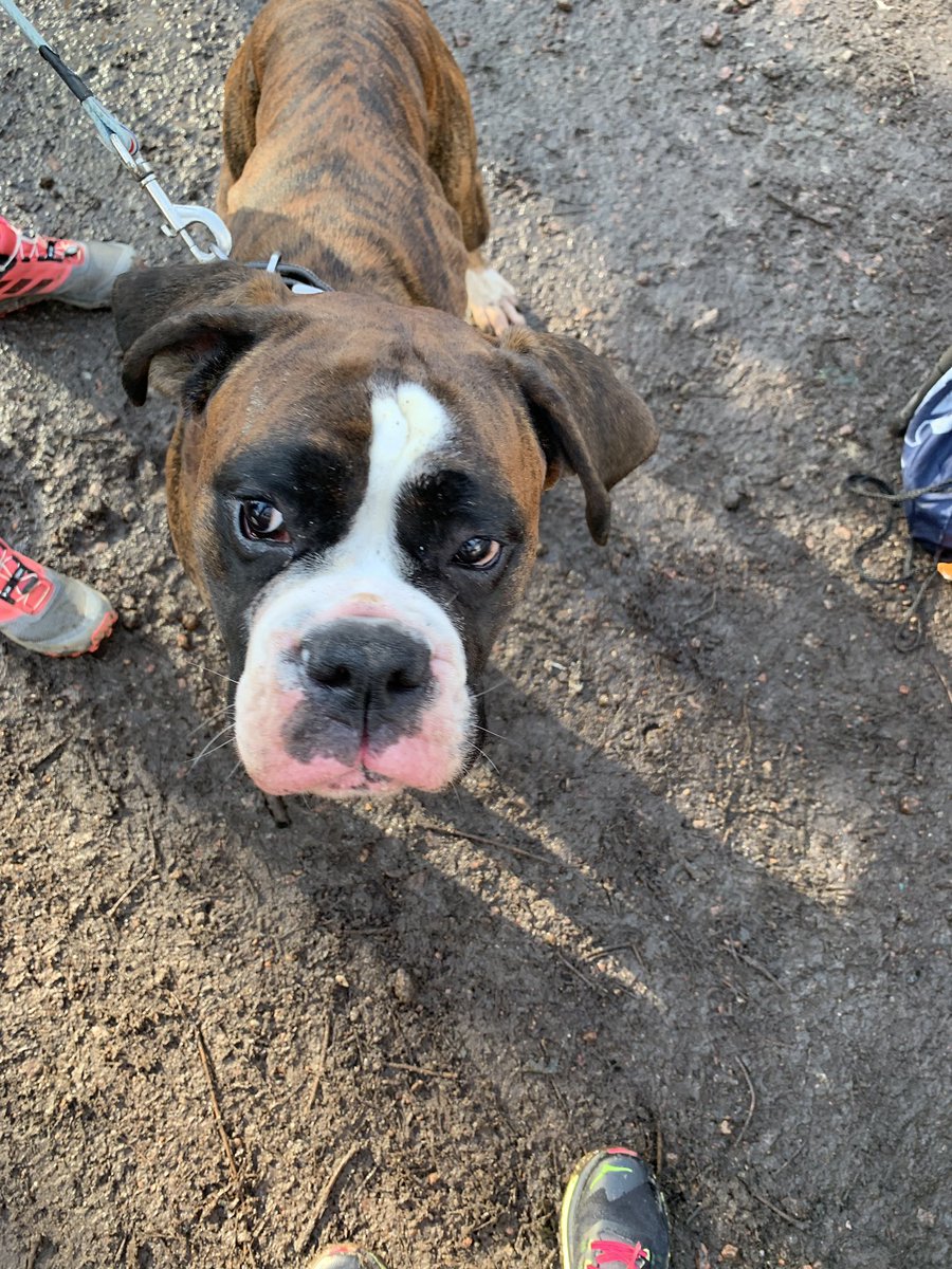 Wonderful Dog Jog today supporting MIND we have taken the fundraising to an amazing £2000 😃 joined by four legged adventurers 
justgiving.com/fundraising/Ju… <a href="/Ayleshamhawks/">Aylesham Hurricanes</a> @Wantasport @ShepwayST @KentSport1