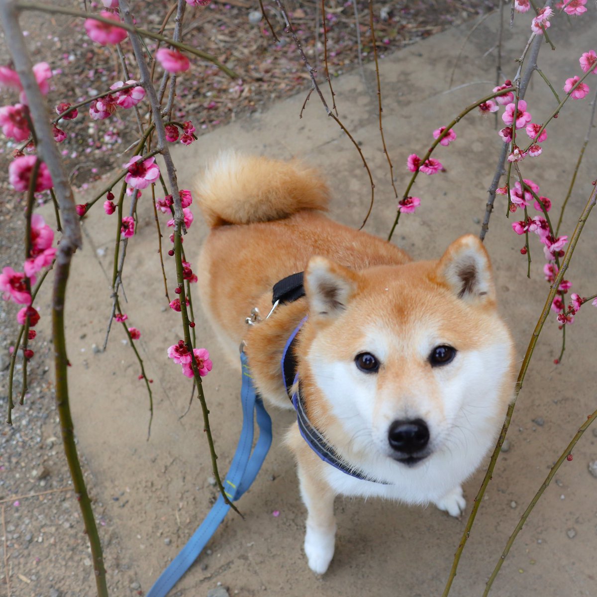 daifuku_channel's tweet image. 梅を見ながら団子、いやジャーキー食べたいな🐶☺️
Plum wiz Daifuku🐶🌸
#梅 #pulm #熱海梅園 #flower