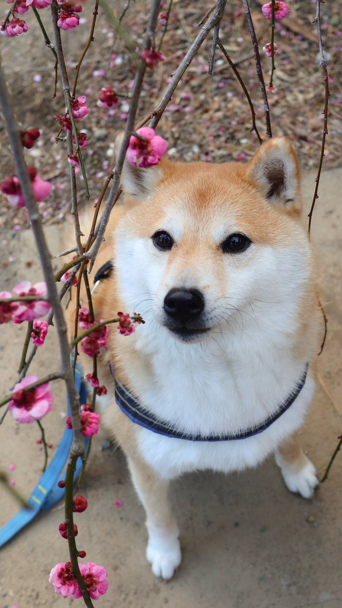 daifuku_channel's tweet image. 梅を見ながら団子、いやジャーキー食べたいな🐶☺️
Plum wiz Daifuku🐶🌸
#梅 #pulm #熱海梅園 #flower