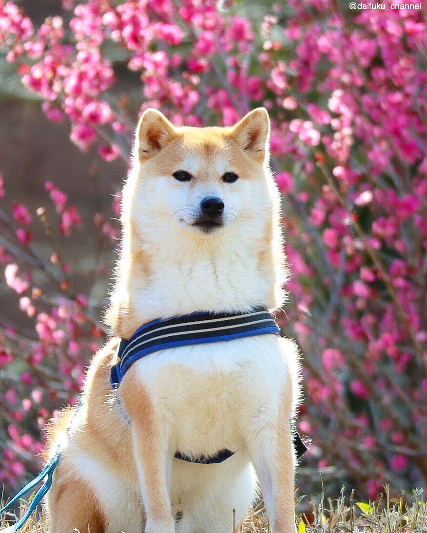 daifuku_channel's tweet image. 梅を見ながら団子、いやジャーキー食べたいな🐶☺️
Plum wiz Daifuku🐶🌸
#梅 #pulm #熱海梅園 #flower