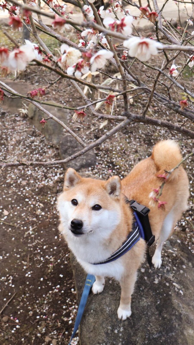 daifuku_channel's tweet image. 梅を見ながら団子、いやジャーキー食べたいな🐶☺️
Plum wiz Daifuku🐶🌸
#梅 #pulm #熱海梅園 #flower