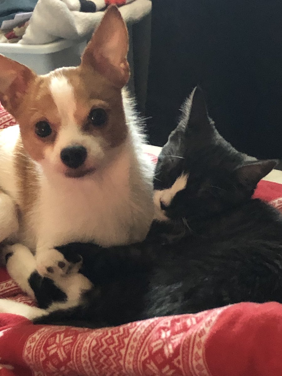 jenthemedium's tweet photo. Love and family comes in all forms. Happy Family Day weekend everyone! #catsanddogs #furbabies 💖 https://t.co/yu9xvFMoZa