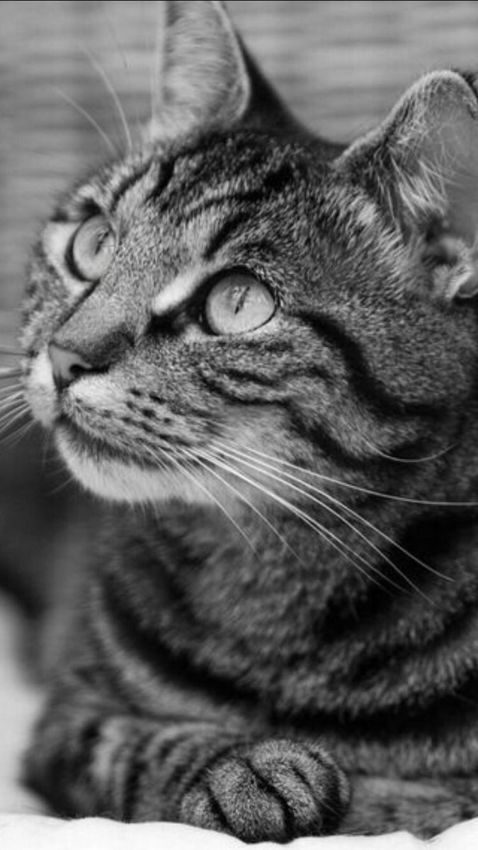 CatsMissing's tweet photo. STILL MISSING
#FindOurKitty F/M Black&amp;Brown Tabby #LostCat Vanished Sunday 3/2/19 frm home Fyfield Rd area #Weyhill #Andover SP11 #Hampshire
Spayed Chipped #ScanMe #MissingCatsUK
Please check Gardens Garages Sheds Greenhouses etc
@DoglostUK▶https://t.co/UwS9L9U0bL
@hjudgesphotos https://t.co/QIkuDZDUMe