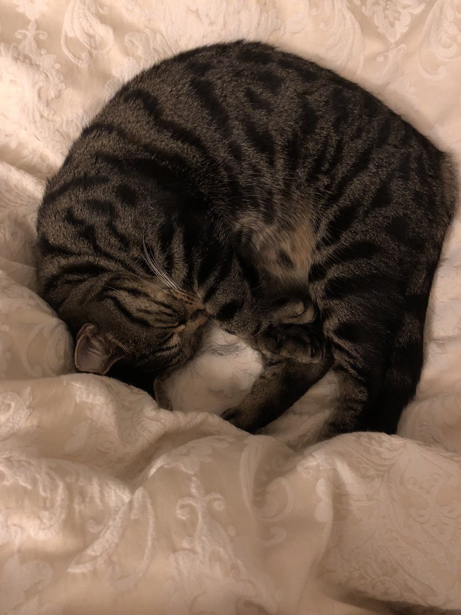 CatsMissing's tweet photo. STILL MISSING
#FindOurKitty F/M Black&amp;Brown Tabby #LostCat Vanished Sunday 3/2/19 frm home Fyfield Rd area #Weyhill #Andover SP11 #Hampshire
Spayed Chipped #ScanMe #MissingCatsUK
Please check Gardens Garages Sheds Greenhouses etc
@DoglostUK▶https://t.co/UwS9L9U0bL
@hjudgesphotos https://t.co/QIkuDZDUMe