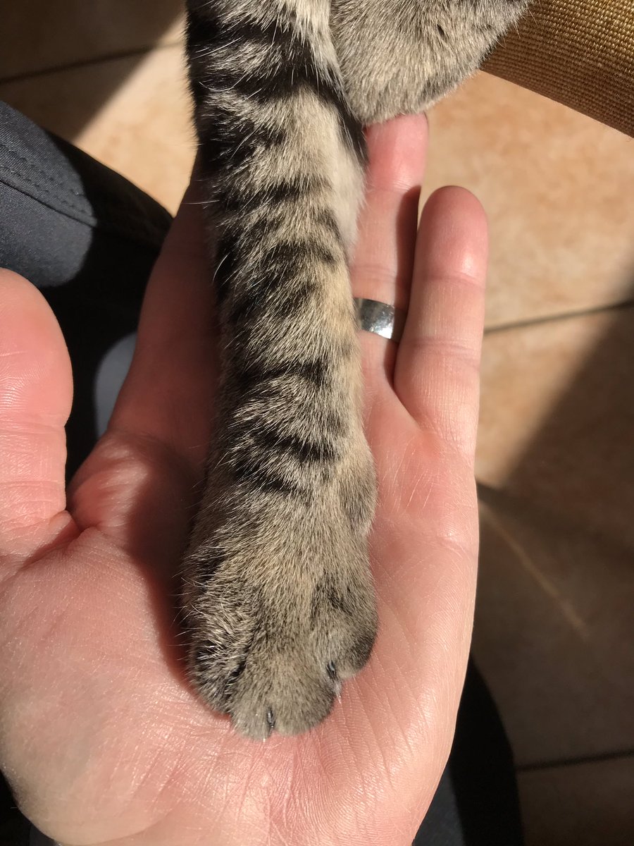 #giornatanazionaledelgatto #giornatamondialedelgatto