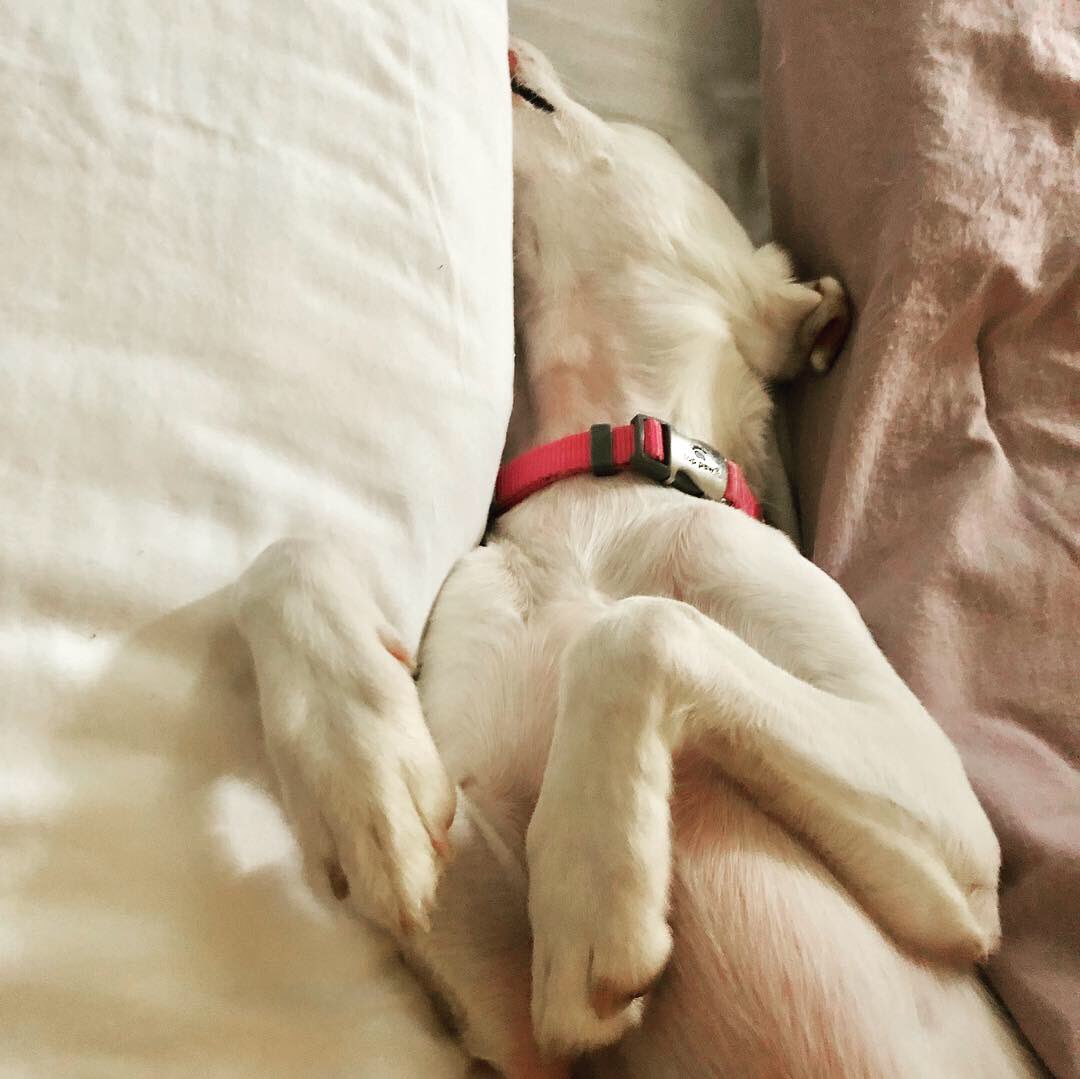 vanemullet's tweet photo. Just another lazy Sunday... 🐶🦴🐾
#cachorro #perros #puppy #dog #pet #chiot #chien #sato #mutt #sunday #lazysunday #lazy #lazydog #lazypuppy #puppylove #petadoption #dogstagram #adoptdontshop #animalrescue #dogrescue #prdog #mypuppy #dogsofpuertorico https://t.co/As1m841jIL