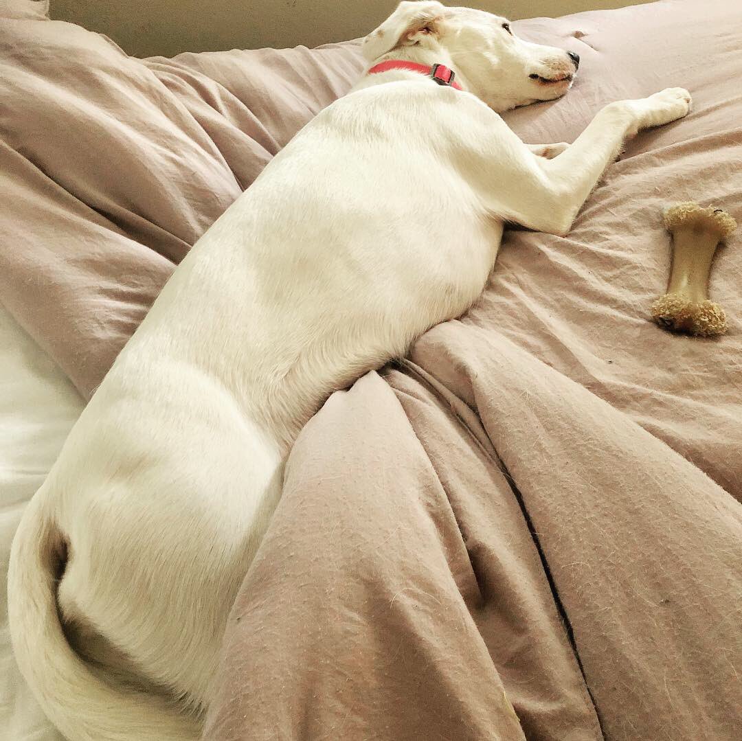 vanemullet's tweet photo. Just another lazy Sunday... 🐶🦴🐾
#cachorro #perros #puppy #dog #pet #chiot #chien #sato #mutt #sunday #lazysunday #lazy #lazydog #lazypuppy #puppylove #petadoption #dogstagram #adoptdontshop #animalrescue #dogrescue #prdog #mypuppy #dogsofpuertorico https://t.co/As1m841jIL