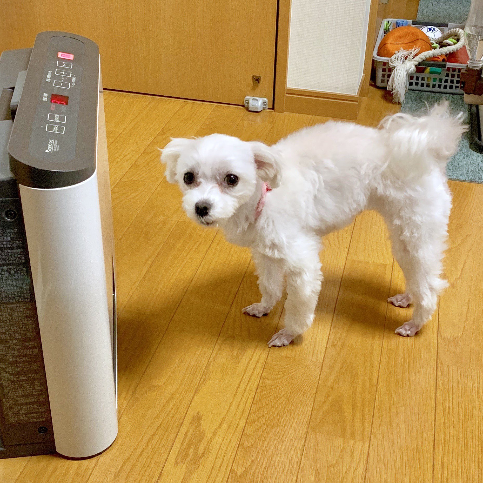 ふじ ヒーターの前から離れられまてん 皆さんも風邪ひかないでね マルチーズ 白犬みるく まるちーず マルチーズ大好き わんこ ワンコ ふわもこ Dog Iphonexs ふじ ヒーターの前から離れられまてん 皆さんも風邪ひかないでね マルチーズ 白犬みるく まるちーず マルチーズ大好き わんこ ワンコ ふわもこ Dog Iphonexs