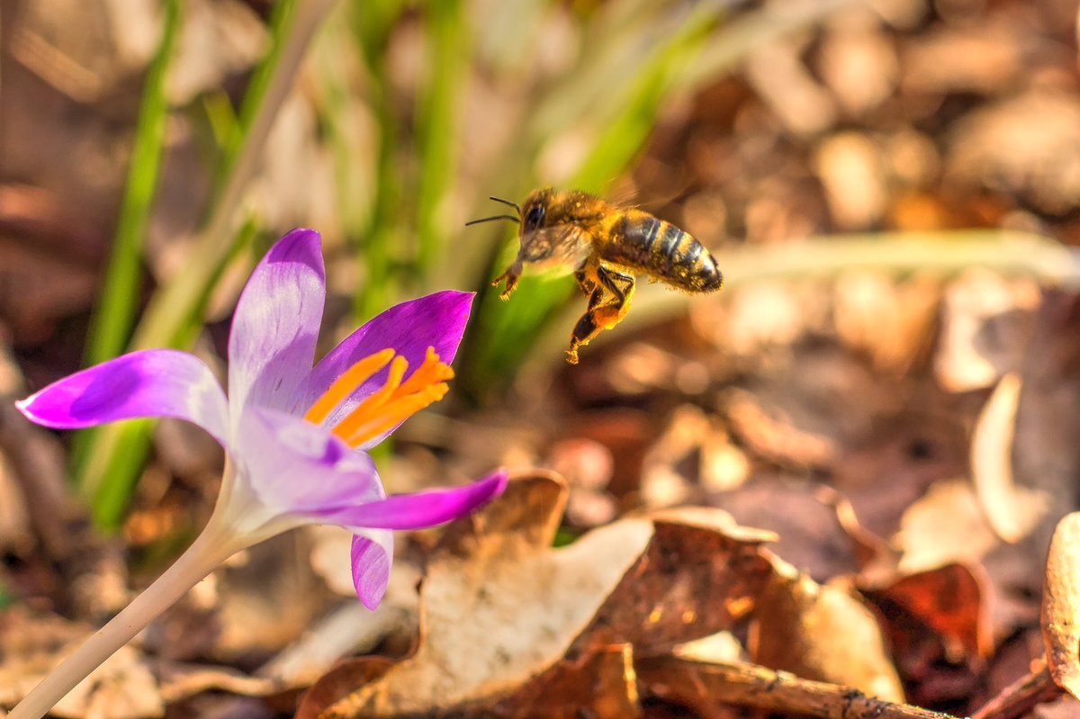 Nicky Wagenvoort Photography (@nickywagenvoort) on Twitter photo <a href="/BuienRadarNL/">Buienradar</a> <a href="/MeteoGroupWeer/">meteogroupweer</a> <a href="/WNLVandaag/">WNL Vandaag</a> <a href="/rtvoost/">RTV Oost</a> <a href="/Weerplaza/">Weerplaza.nl</a> <a href="/Weermeisje/">Weermeisje</a> <a href="/WilliamHuizinga/">William Huizinga</a> <a href="/nicolienkroon/">nicolienkroon</a> <a href="/whoebert/">Ir. Willemijn Hoebert</a> <a href="/marcopverhoef/">Marco Verhoef</a> @pietsweer 17-02-2019 Deze bij geniet eveneens van het heerlijke lenteweer in Delden, Overijssel <a href="/BuienRadarNL/">Buienradar</a> <a href="/MeteoGroupWeer/">meteogroupweer</a> <a href="/WNLVandaag/">WNL Vandaag</a> <a href="/rtvoost/">RTV Oost</a> <a href="/Weerplaza/">Weerplaza.nl</a> <a href="/Weermeisje/">Weermeisje</a> <a href="/WilliamHuizinga/">William Huizinga</a> <a href="/nicolienkroon/">nicolienkroon</a> <a href="/whoebert/">Ir. Willemijn Hoebert</a> <a href="/marcopverhoef/">Marco Verhoef</a> @pietsweer 17-02-2019 Deze bij geniet eveneens van het heerlijke lenteweer in Delden, Overijssel