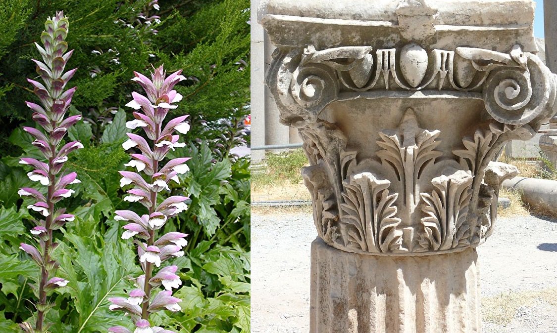 Latince kökenli bir kelime olan "Akantus", dikenleri nedeniyle dilimizde "Ayı Pençesi" olarak biliniyor. Eski yapılarda da süsleme olarak kullanılan Akantus'un çevreyi felaketten koruduğuna inanılırmış.