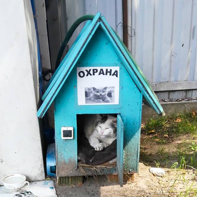 Картинки охранников прикольные, очень