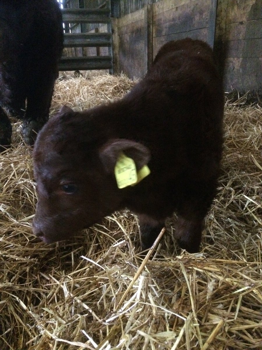 DrPhil_LeGrice's tweet photo. #calving 2019 started for us this week. Here's a couple of pics of first two. Both solid little bull calves. #redrubydevons. @kittowsbutchers https://t.co/7fsSOJ5rq7